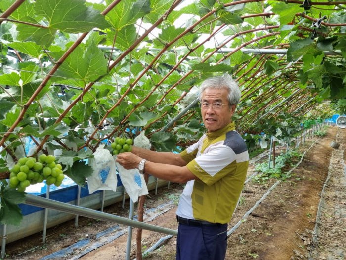 화순군이 ‘품목생산자조직 경영·마케팅 협력시스템 구축사업’으로 추진한 샤인머스켓연구회 지원 사업이 농가의 큰 호응을 얻고 있다. 사진은 샤인머스켓 병해충 방지와 착색유도 등 품질향상을 위해 봉지씌우기 작업을 하는 모습