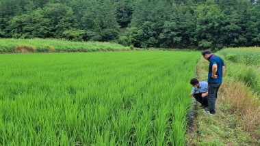 화순군농업기술센터가 벼 폭염피해 대응 현장 기술 지원을 하는 모습