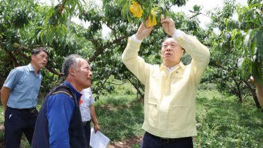 화순군이 농림축산식품해양수산위원회 신정훈 의원에게 복숭아 탄저병 피해를 농작물 재해보험에 지원되도록 개선해 달라고 건의했다. 사진은 지난 7월 구복규 화순군수가 도곡면 대곡리 복숭아 농가를 방문, 농가의 애로사항을 듣고 현장 점검을 하는 모습