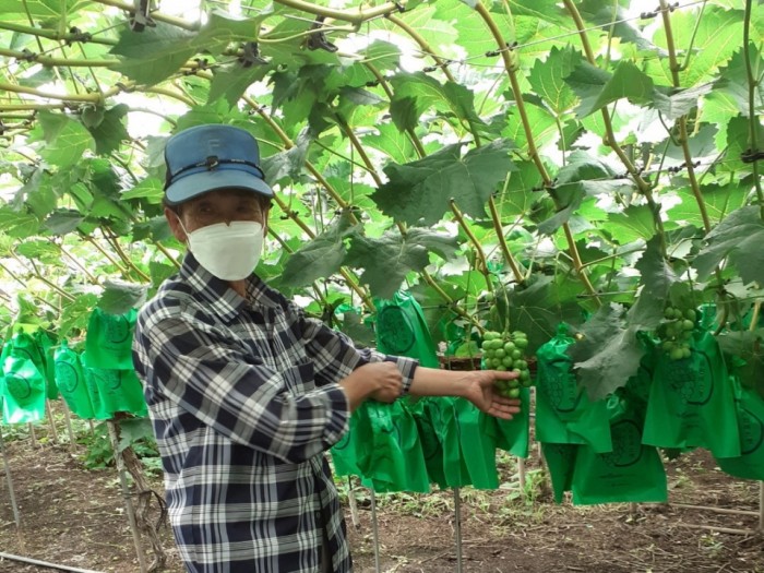 화순군이 ‘품목생산자조직 경영·마케팅 협력시스템 구축사업’으로 추진한 샤인머스켓연구회 지원 사업이 농가의 큰 호응을 얻고 있다. 사진은화순군샤인머스켓연구회 농가가 샤인머스캣 수확을 앞두고 상태를 점검하는 모습